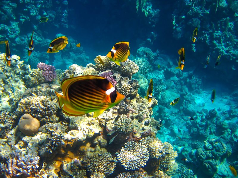 Day Trip From Hurghada To Sharm El Naga