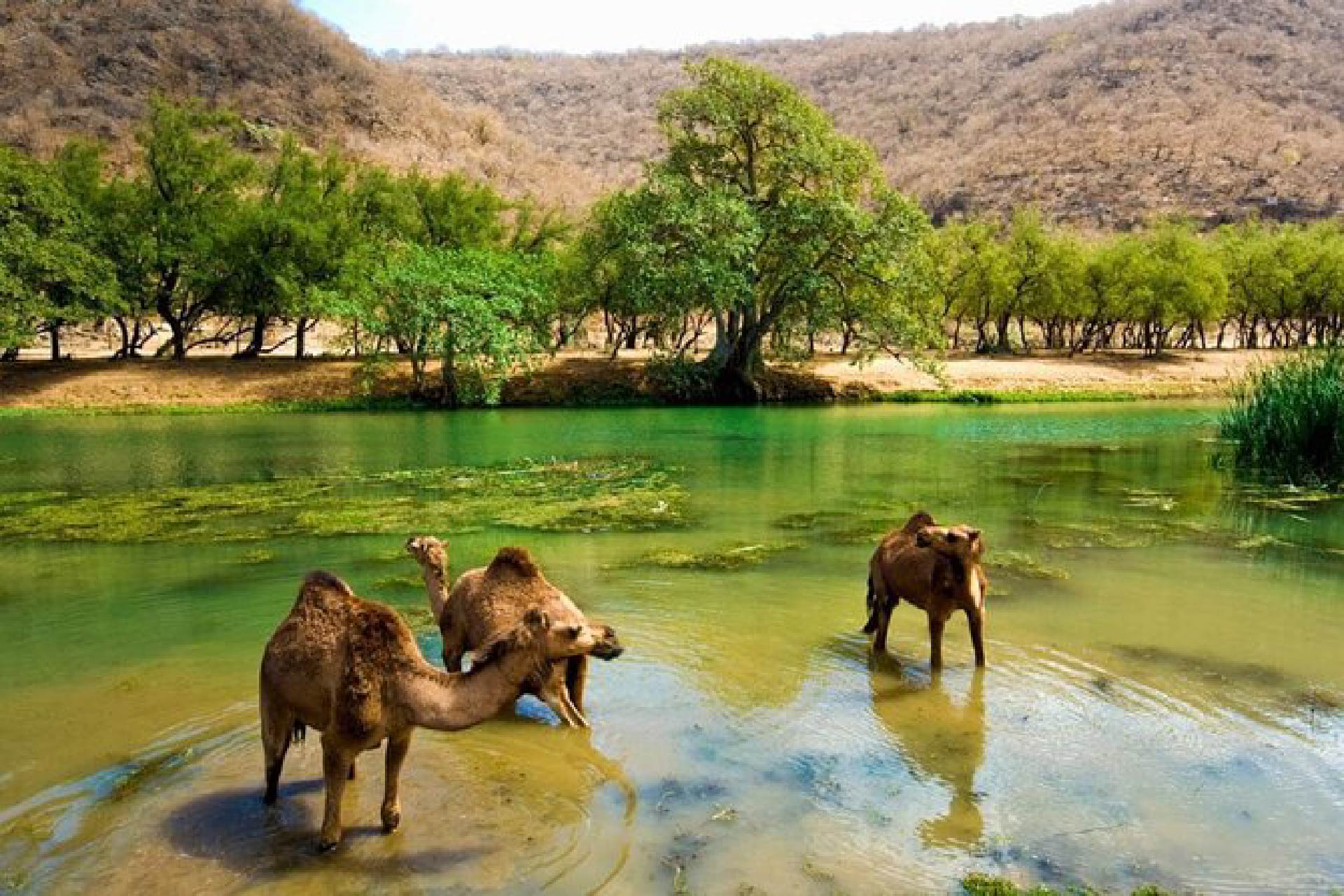 Highlights Of Salalah 03 Nights-04 Days (4-Stars)