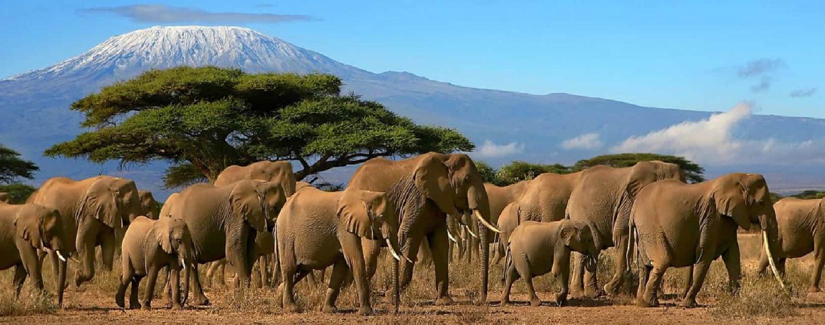08-Days Kilimanjaro Lemosho Route