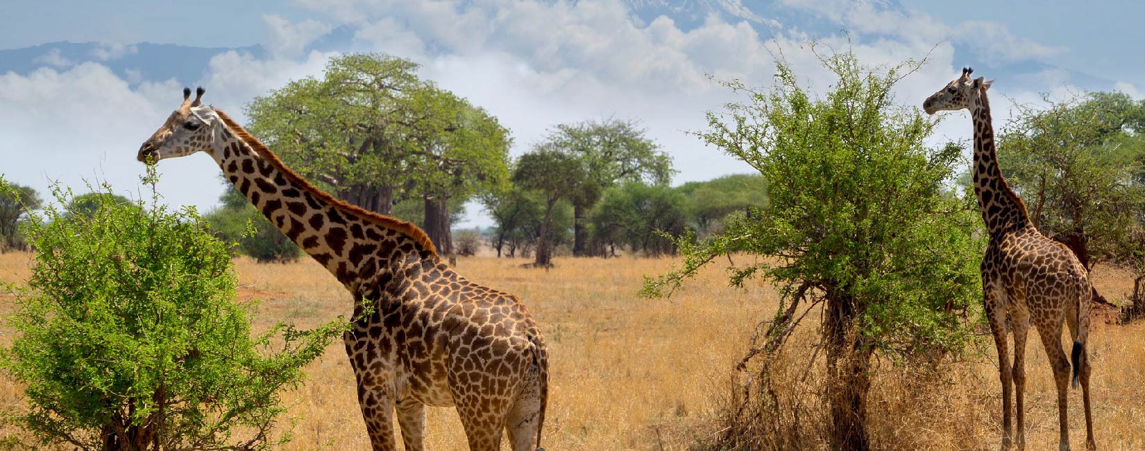 Standard Package 05-Days Tanzania Safari