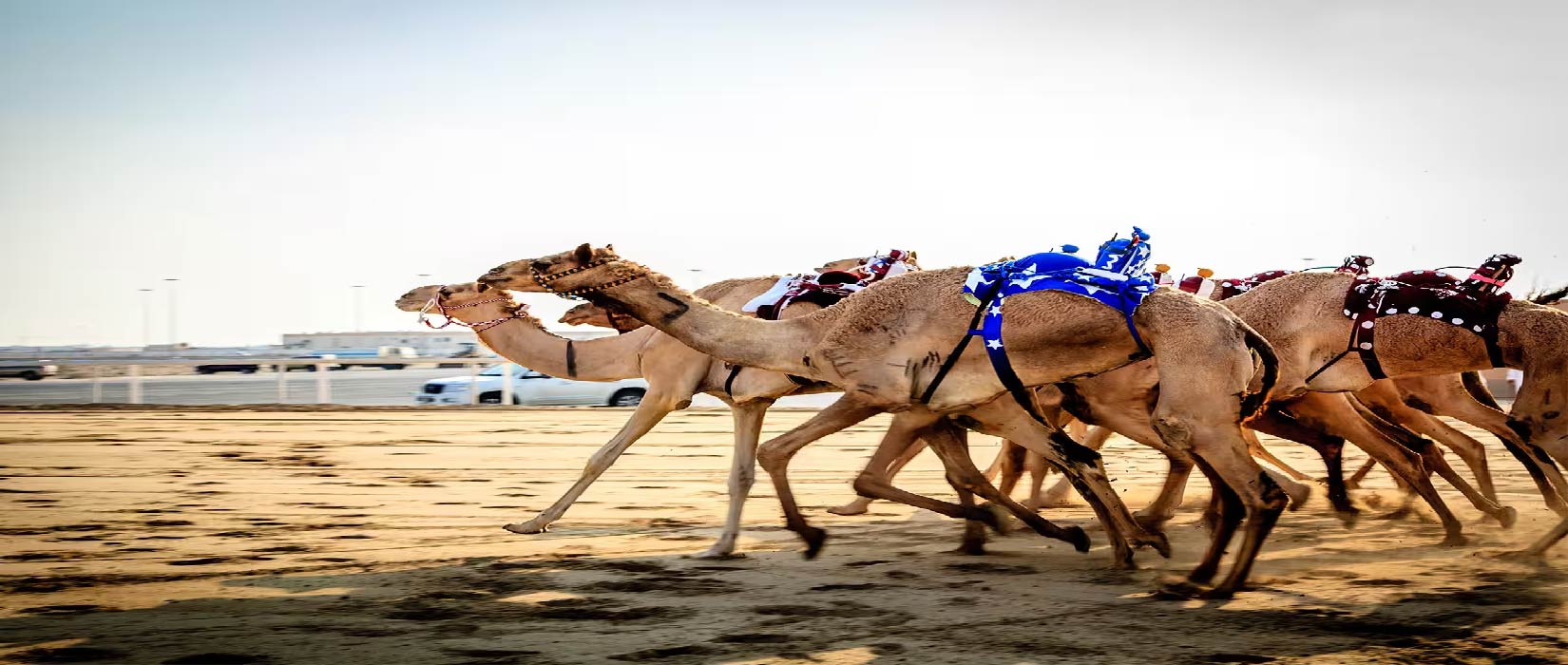 Private Combo Tour Sheikh Faisal Museum & Camel Race Track